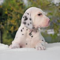 Cucciolo di Dalmata subito disponible