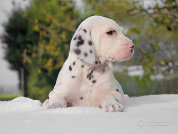 Cucciolo di Dalmata subito disponible