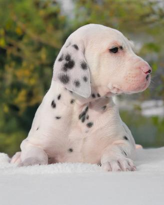 Cucciolo di Dalmata subito disponible