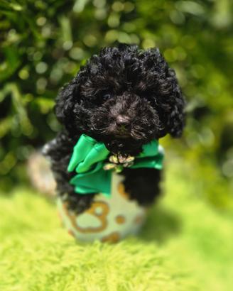 Barboncino mini toy