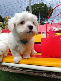 Maltese