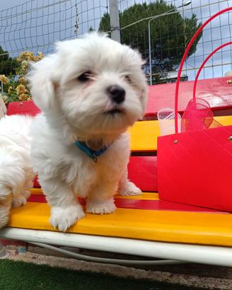 Maltese