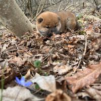 Shiba inu con pedigree
