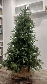 Albero di Natale (tipo abete)