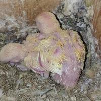 Inseparabili roseicollis pulli