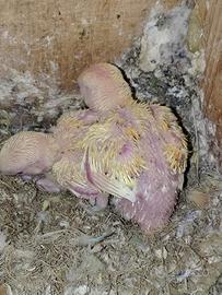 Inseparabili roseicollis pulli