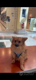 Cucciolo di Spliz Pomerania nano 7 mesi