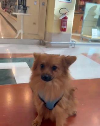 Cucciolo di Spliz Pomerania nano 7 mesi