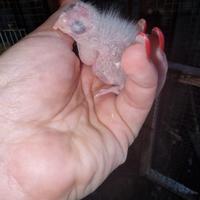 Ultimo pullo di calopsite