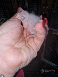 Ultimo pullo di calopsite