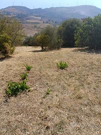 Terreno agricolo