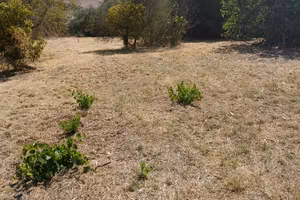 Terreno agricolo