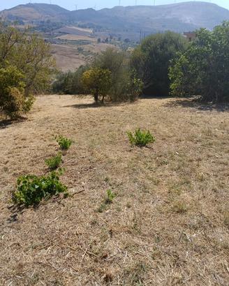Terreno agricolo