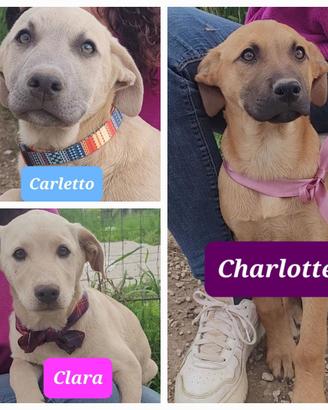 Cuccioli incrocio Labrador Retriver