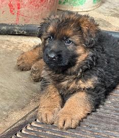 Pastore Tedesco Cuccioli