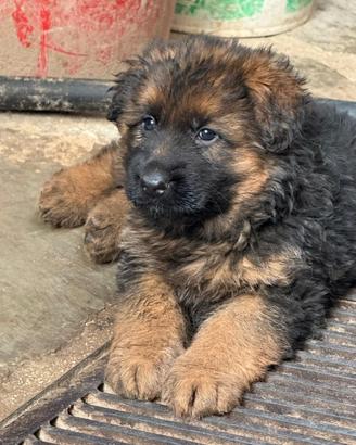 Pastore Tedesco Cuccioli