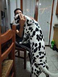 Femmina dalmata per accoppiamento