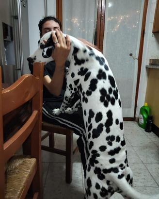 Femmina dalmata per accoppiamento