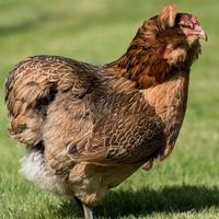 Gallina araucana