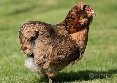 Gallina araucana