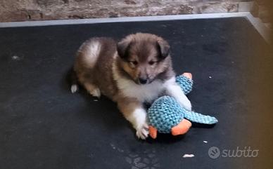 Cucciolo Collie (Pastore Scozzese)