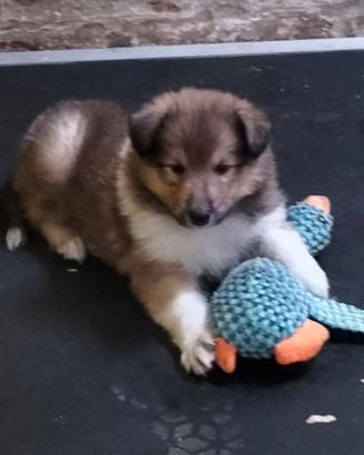Cucciolo Collie (Pastore Scozzese)