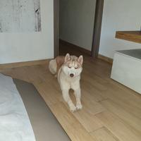 Husky