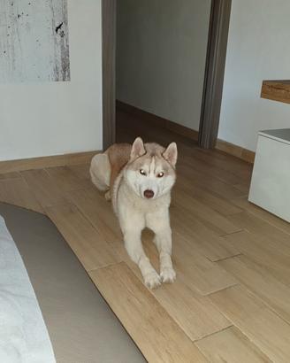 Husky