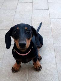 Cucciolo di bassotto nano