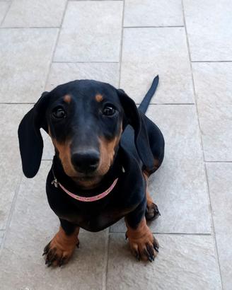 Cucciolo di bassotto nano