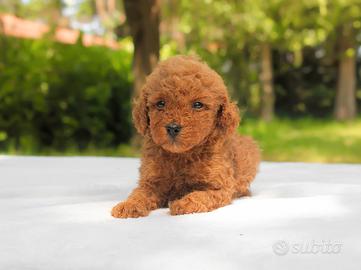 Cucciolo di Barboncino