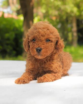 Cucciolo di Barboncino
