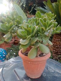 Pianta di albero di giada