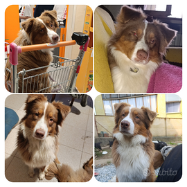 Australian shepherd Con pedigree