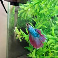 Pesce Betta