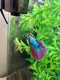 Pesce Betta