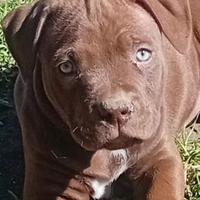 Pitbull Pitbull pit bull pit bul Pitt bul