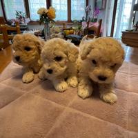 Cuccioli maltipoo