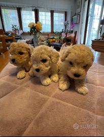 Cuccioli maltipoo
