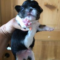 Cuccioli da Expo