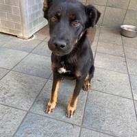 Brown - maschietto affettuoso, 6 mesi