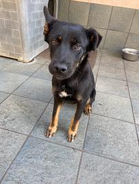 Brown - maschietto affettuoso, 6 mesi