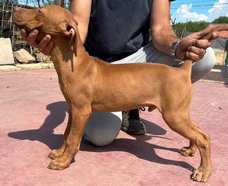 Cucciolo di american pitbull red nouse