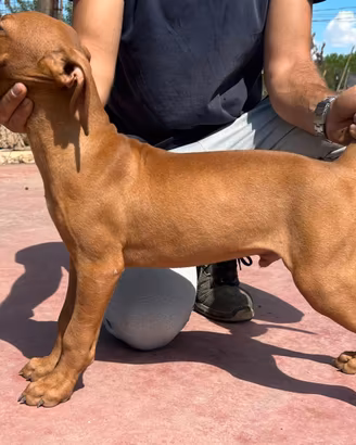Cucciolo di american pitbull red nouse