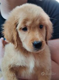 Cuccioli golden retriever