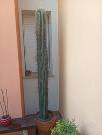 cactus 🌵
