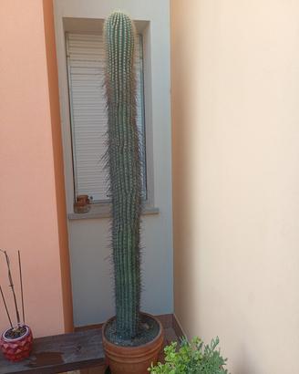 cactus 🌵