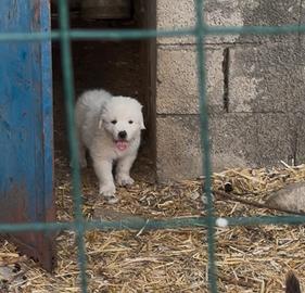 Cuccioli di cane pastore abruzzese