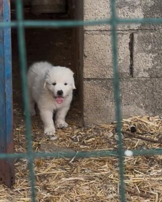 Cuccioli di cane pastore abruzzese