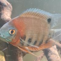 Pesce